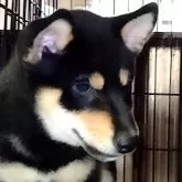 柴犬(標準サイズ)
