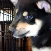 柴犬(標準サイズ)