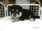 柴犬(標準サイズ)【大阪府・男の子・2025年5月31日・黒】の写真2「健康です。」