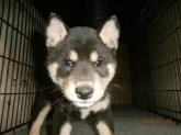 柴犬(標準サイズ)【大阪府・女の子・2025年3月10日・黒】の写真4