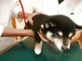 柴犬(標準サイズ)【大阪府・女の子・2025年5月31日・黒】の写真5「健康検診」