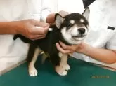 柴犬(標準サイズ)【大阪府・女の子・2025年5月31日・黒】の写真6「マイクロチップ装着」