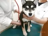 柴犬(標準サイズ)【大阪府・女の子・2025年3月10日・黒】の写真3「健康検診」