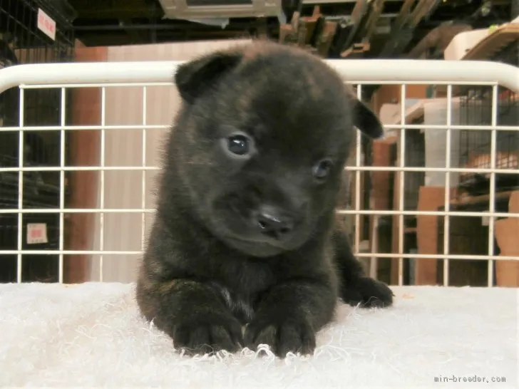 ID:2105-03239の子犬