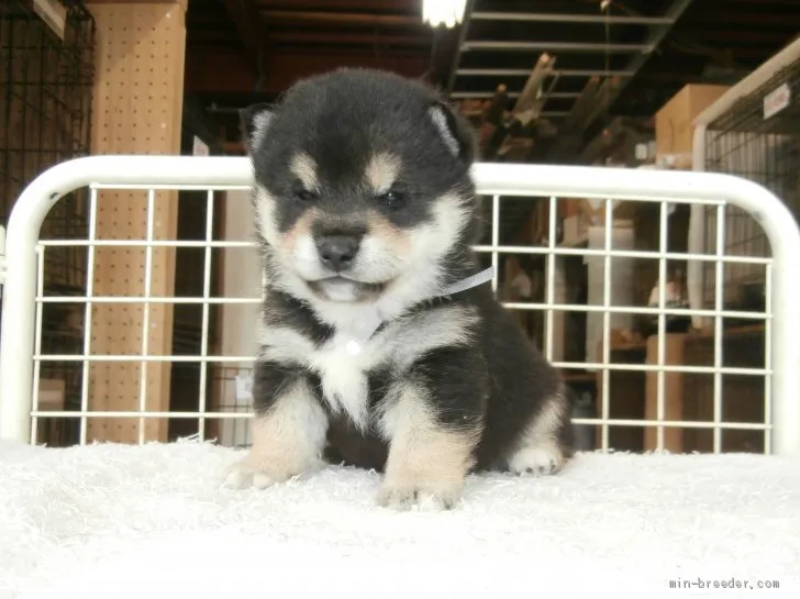 あーちゃん 様のお迎えした子犬