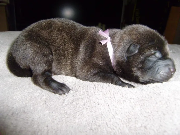 ID：1304-00524の子犬