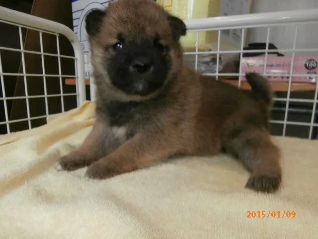 Grand mom 様のお迎えした子犬