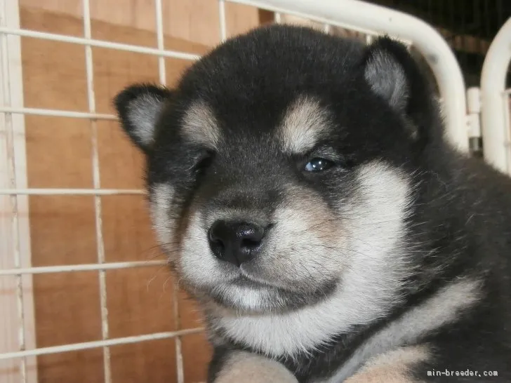 ID:2105-00950の子犬