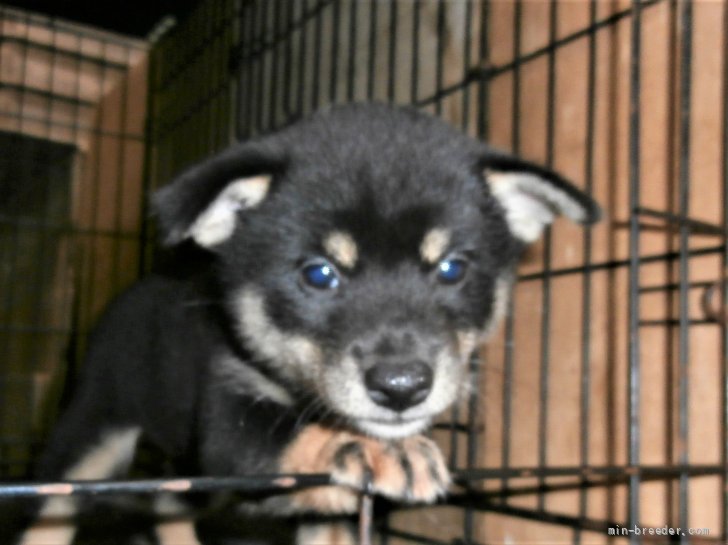 柴犬 大阪府 女の子 21年6月29日 黒 健康な柴犬の仔犬 みんなのブリーダー 子犬id 2107 柴犬 大阪府 女の子 21年6月29日 黒 健康な柴犬の仔犬 みんなのブリーダー 子犬id 2107