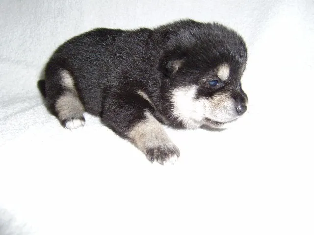 ID：1401-00394の子犬
