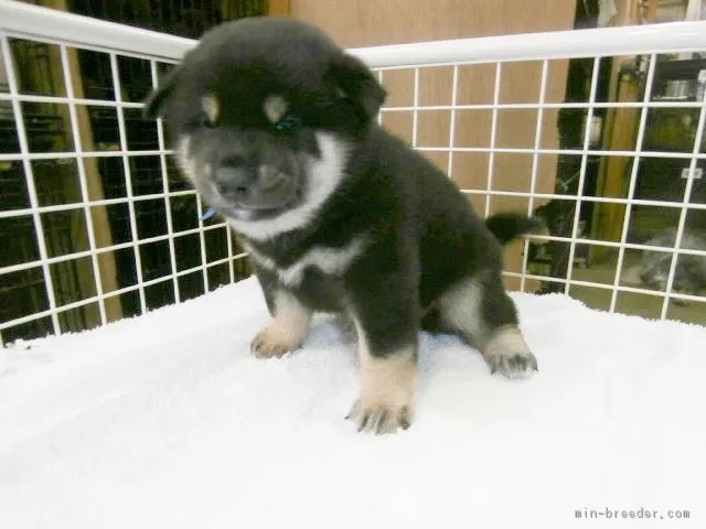 ジュヘイ 様のお迎えした子犬