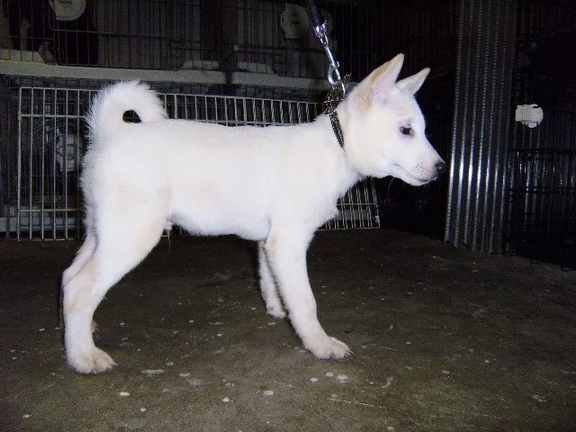 ID:1210-00979の子犬