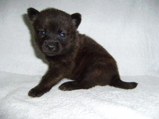 かいちゃん 様のお迎えした子犬