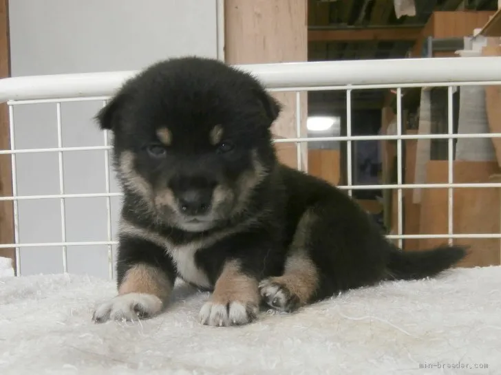 ID:2008-01048の子犬