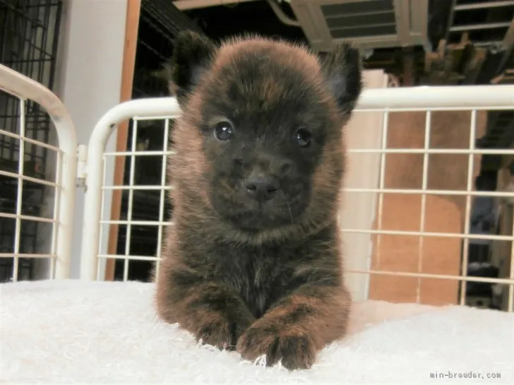 ID：2105-03241の子犬