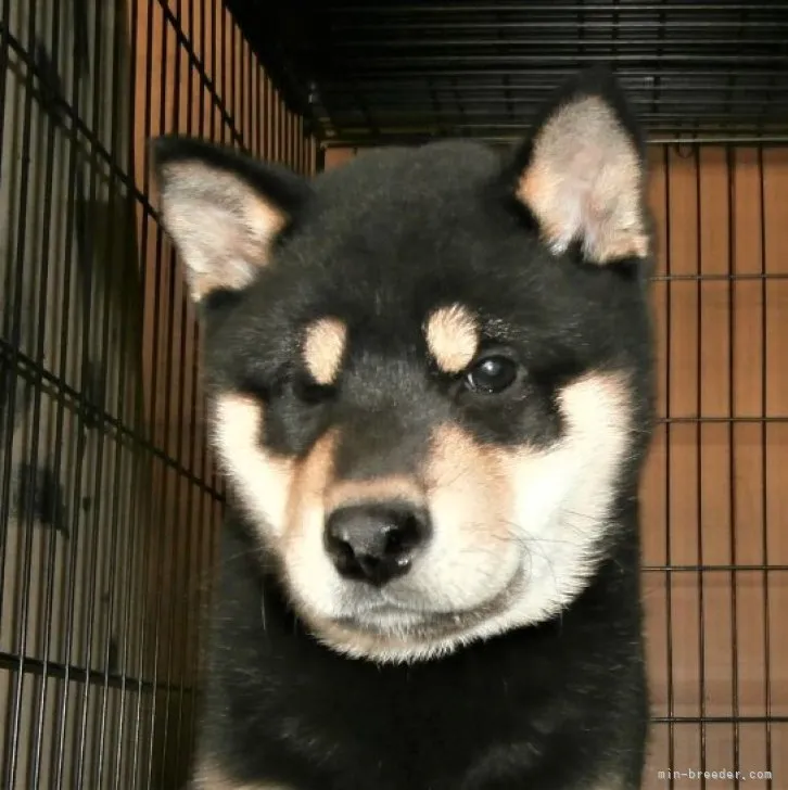 ID：2301-05272の子犬