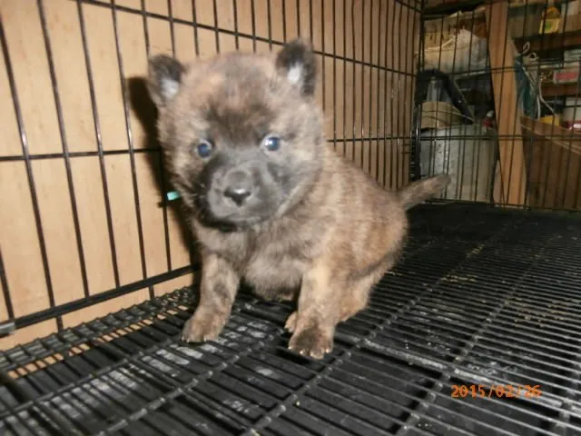 ID:1502-01198の子犬