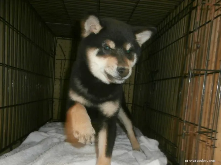 ゆるも 様のお迎えした子犬