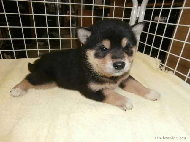 ID：1511-01349の子犬