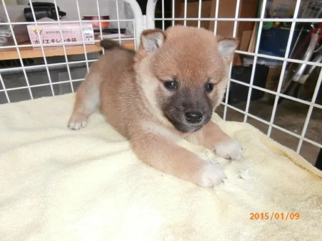 ID：1412-01239の子犬