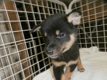 柴犬(標準サイズ)【大阪府・女の子・2015年7月8日・黒】の写真「健康な柴犬の仔犬！」
