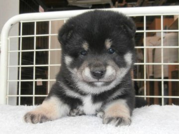 柴犬(標準サイズ)【大阪府・男の子・2021年4月21日・黒】の写真「健康な柴犬の仔犬！」