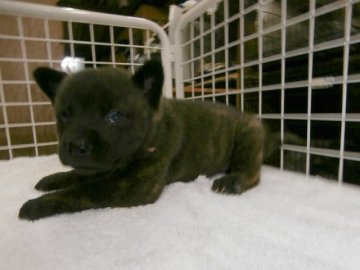甲斐犬【大阪府・女の子・2015年8月15日・中虎毛】の写真「健康な甲斐犬の仔犬！」