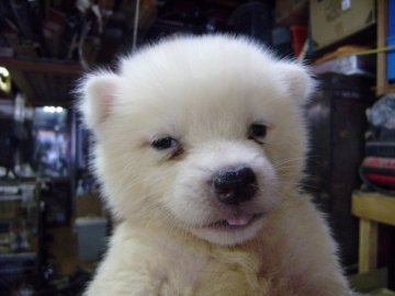 秋田犬【大阪府・男の子・2013年7月19日・白】の写真「優良血統の秋田犬の仔犬です。」