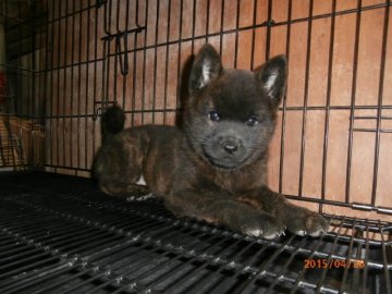 甲斐犬【大阪府・女の子・2015年2月28日・中虎毛】の写真「健康な甲斐犬の仔犬！予約受付中。」