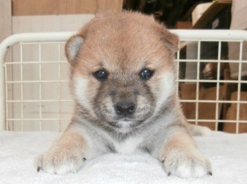 柴犬(標準サイズ)【大阪府・女の子・2021年4月22日・赤】の写真「健康な柴犬の仔犬！」