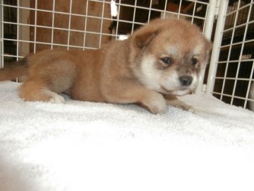 柴犬(標準サイズ)【大阪府・女の子・2015年11月16日・赤】の写真「健康な柴犬の仔犬！」
