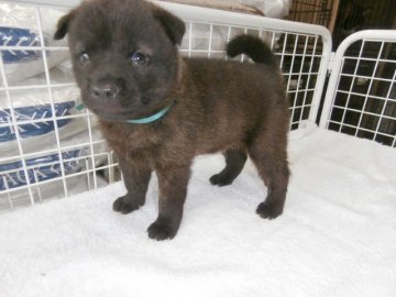 甲斐犬【大阪府・男の子・2015年6月28日・黒虎毛】の写真「健康な甲斐犬の仔犬！」