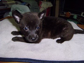 甲斐犬【大阪府・男の子・2013年7月4日・黒虎毛】の写真「健康な甲斐犬です。」
