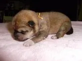 柴犬(標準サイズ)【大阪府・女の子・2013年3月18日・赤】の写真1「柴犬仔犬　Ｎｏ．０７８　２０１３年３月２０日撮影」