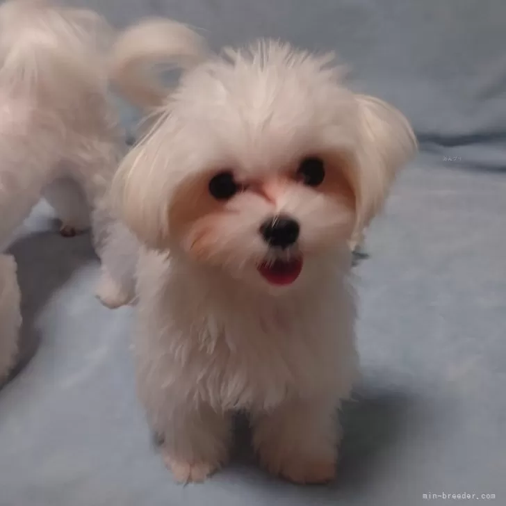 ID:2408-06981の子犬