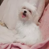 マルチーズ