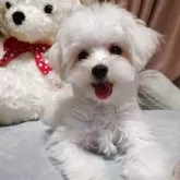 マルチーズ