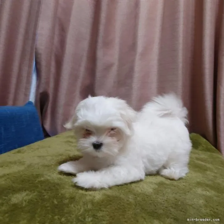 N 様のお迎えした子犬