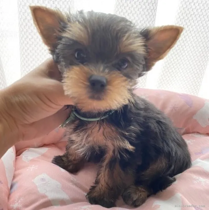 ID:2307-05074の子犬