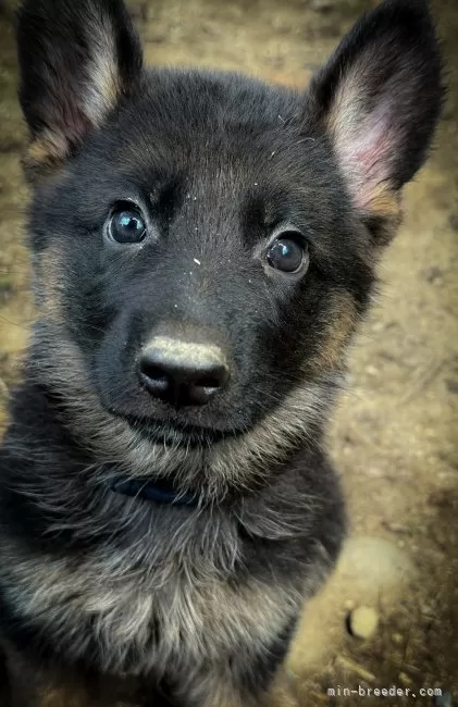 リサラーソン　ジャーマンシェパードブラック リサラーソン ジャーマンシェパードブラック German Shepherd