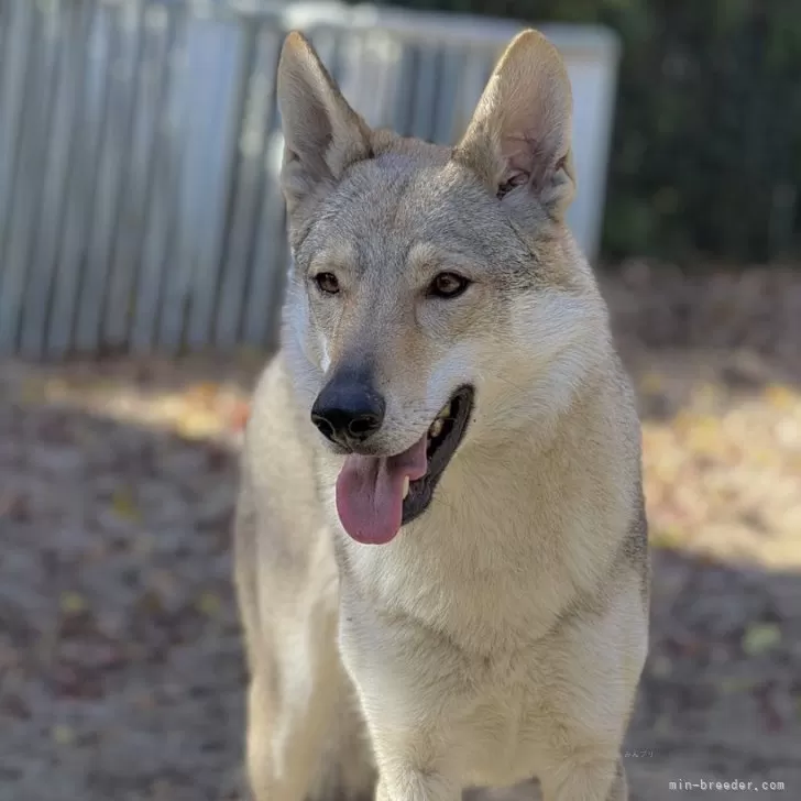 ID：2305-01160の子犬