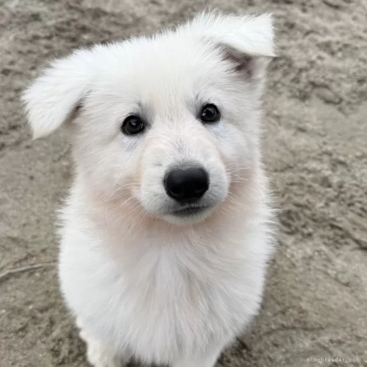 K.M 様のお迎えした子犬