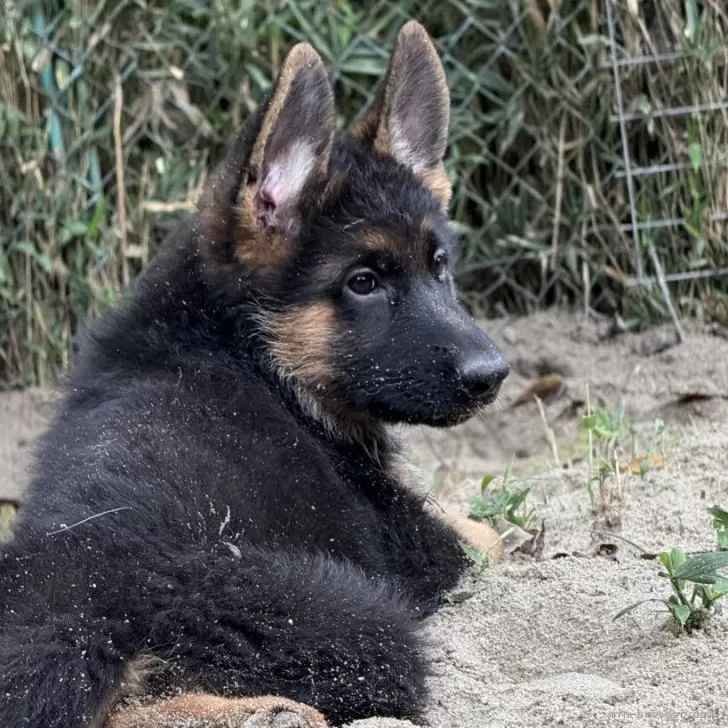 ID：2509-05898の子犬