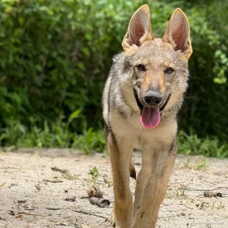 ID：2503-00375の子犬