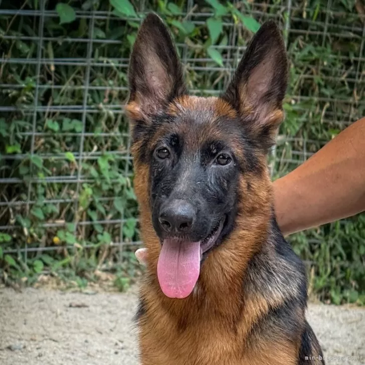 ID：2508-00129の子犬