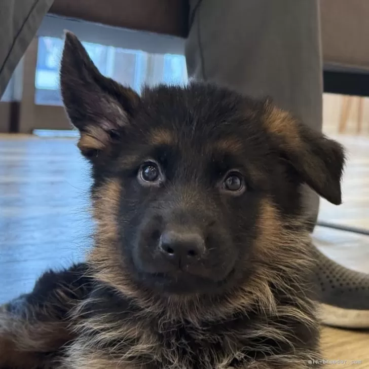 ID：2509-05894の子犬