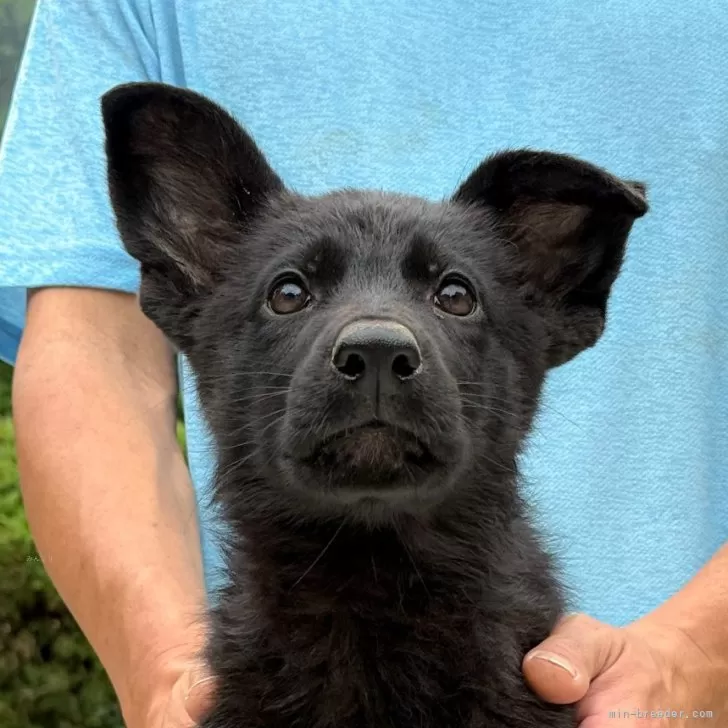 ID:2505-03126の子犬