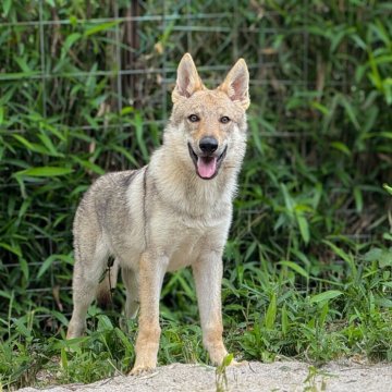 チェコスロバキアン・ウルフドッグ【三重県・男の子・2025年1月18日・ウルフ】の写真「純血種のウルフドッグです！」