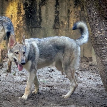 チェコスロバキアン・ウルフドッグ【三重県・女の子・2025年4月28日・ウルフ】の写真「純血種のウルフドッグ✨」