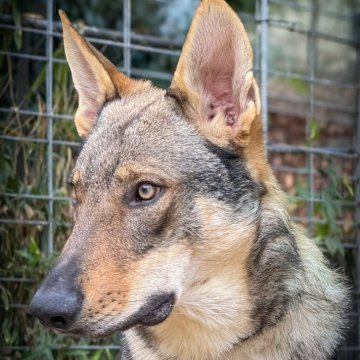 チェコスロバキアン・ウルフドッグ【三重県・男の子・2025年1月27日・ウルフ】の写真「純血種のウルフドッグです！」